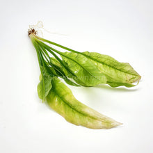 Load image into Gallery viewer, Amazon Sword-Aquatic Plants-Glass Grown-Glass Grown Aquatics-Aquarium live fish plants, decor