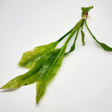 Load image into Gallery viewer, Amazon Sword-Aquatic Plants-Glass Grown-Glass Grown Aquatics-Aquarium live fish plants, decor