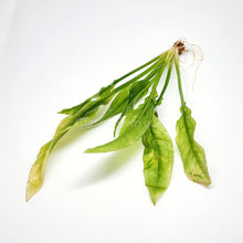 Load image into Gallery viewer, Amazon Sword-Aquatic Plants-Glass Grown-Glass Grown Aquatics-Aquarium live fish plants, decor