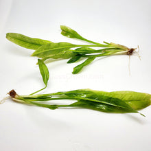 Load image into Gallery viewer, Amazon Sword-Aquatic Plants-Glass Grown-Glass Grown Aquatics-Aquarium live fish plants, decor