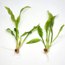 Load image into Gallery viewer, Amazon Sword-Aquatic Plants-Glass Grown-Glass Grown Aquatics-Aquarium live fish plants, decor