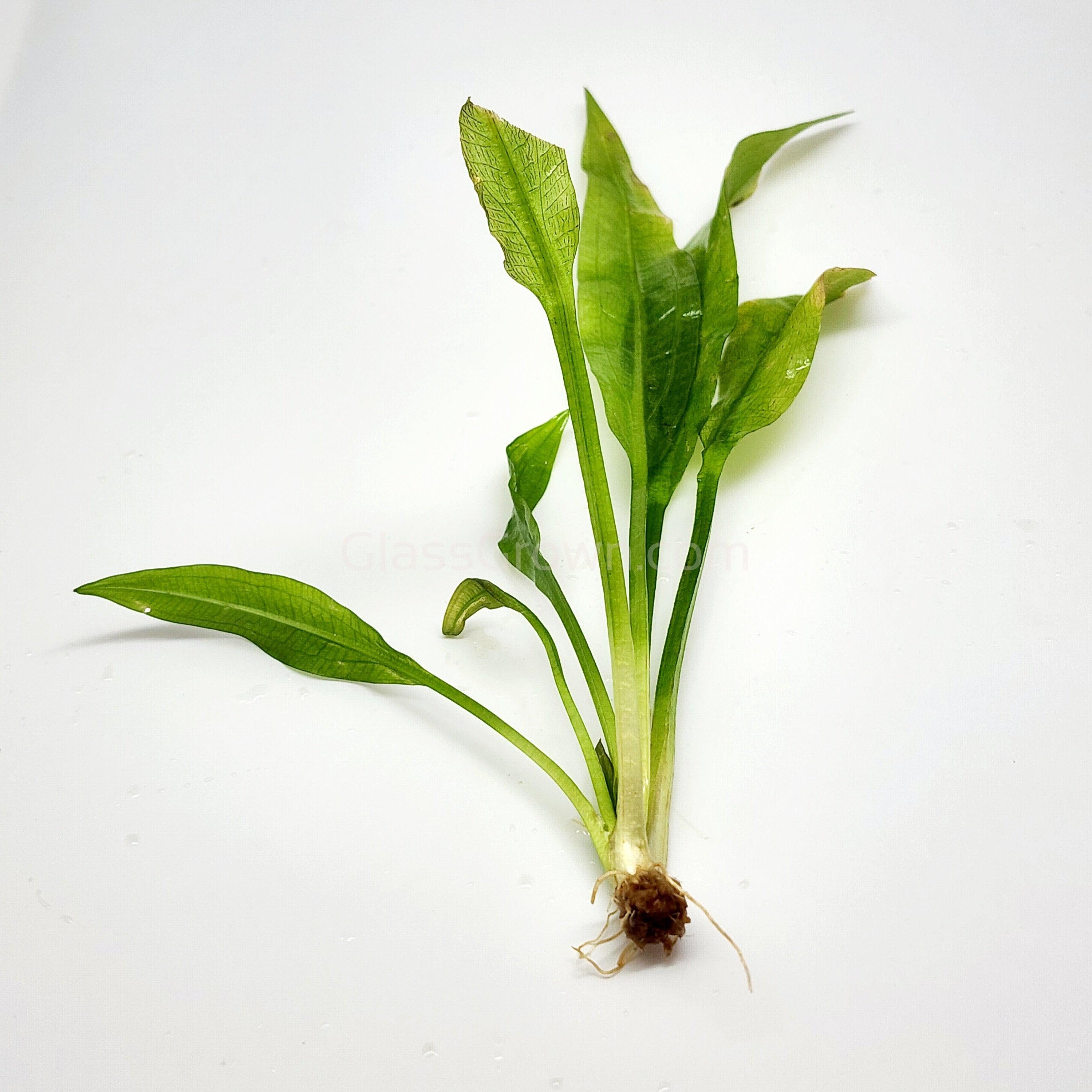 plastic amazon sword plant Amazon Sword Plant – Live Aquarium Plant