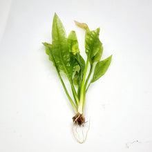 Load image into Gallery viewer, Amazon Sword-Aquatic Plants-Glass Grown-Glass Grown Aquatics-Aquarium live fish plants, decor
