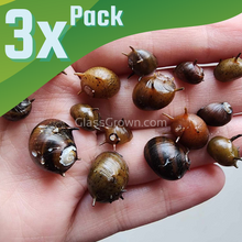 Load image into Gallery viewer, Three-Color Horned Nerite Snail 3 Pack-Live Animals-Glass Grown-Pack of Three Snails-Glass Grown Aquatics-Aquarium live fish plants, decor
