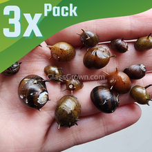 Load image into Gallery viewer, Three-Color Horned Nerite Snail 3 Pack-Live Animals-Glass Grown-Pack of Three Snails-Glass Grown Aquatics-Aquarium live fish plants, decor
