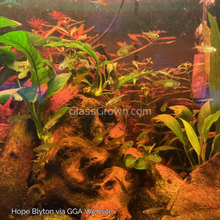 Load image into Gallery viewer, Fire Ember Tetras 6 Pack-Live Animals-Glass Grown-School of 6-Glass Grown Aquatics-Aquarium live fish plants, decor