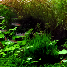 Load image into Gallery viewer, Tissue Culture Flame Moss-Aquatic Plants-Glass Grown-Glass Grown Aquatics-Aquarium live fish plants, decor