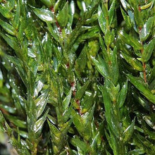Load image into Gallery viewer, Willow Moss 2oz Portion-Aquatic Plants-Glass Grown Aquatics-Glass Grown Aquatics-Aquarium live fish plants, decor
