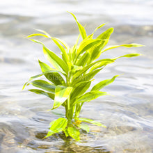 Load image into Gallery viewer, Striped Lucky Bamboo-Aquatic Plants-Glass Grown-Glass Grown Aquatics-Aquarium live fish plants, decor