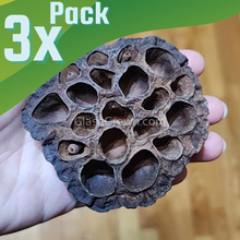 Load image into Gallery viewer, Dried Lotus Pods 3 Pack-Aquarium Decor-Glass Grown Aquatics-Small (Under 3" - 3 Pack)-Glass Grown Aquatics-Aquarium live fish plants, decor