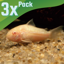 Load image into Gallery viewer, Albino Corydoras 3 Pack-Live Animals-Glass Grown-School of 3-Glass Grown Aquatics-Aquarium live fish plants, decor