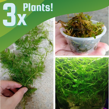 Load image into Gallery viewer, Shrimp Breeders Plant Pack (3 Plants)-Aquatic Plants-Glass Grown-Sure!-Glass Grown Aquatics-Aquarium live fish plants, decor