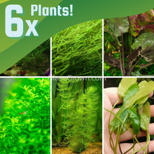 Load image into Gallery viewer, 10 Gallon Walstad Tank Plant Starter Pack 6 Plants-Aquatic Plants-Glass Grown Aquatics-Glass Grown Aquatics-Aquarium live fish plants, decor