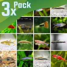 Load image into Gallery viewer, Nano Fish for Adoption (Assorted)-Live Animals-Glass Grown Aquatics-School of 3-Glass Grown Aquatics-Aquarium live fish plants, decor