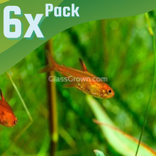 Load image into Gallery viewer, Fire Ember Tetras 6 Pack-Live Animals-Glass Grown-School of 6-Glass Grown Aquatics-Aquarium live fish plants, decor