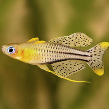 Load image into Gallery viewer, Gertrude's Blue Eye Rainbowfish 6 pack-Live Animals-Glass Grown Aquatics-School of 6-Glass Grown Aquatics-Aquarium live fish plants, decor