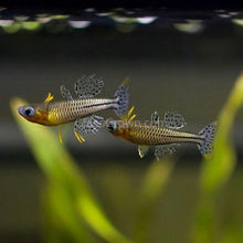 Load image into Gallery viewer, Gertrude's Blue Eye Rainbowfish 6 pack-Live Animals-Glass Grown Aquatics-School of 6-Glass Grown Aquatics-Aquarium live fish plants, decor