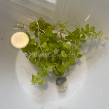 Load image into Gallery viewer, Bunch Golden lloydiella Golden Jenny-Aquatic Plants-Glass Grown-Glass Grown Aquatics-Aquarium live fish plants, decor