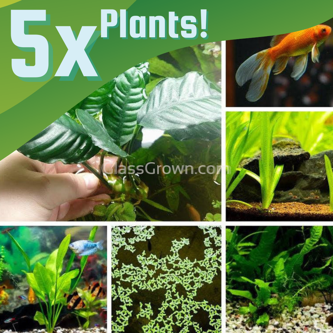 Aquarium plants for goldfish best sale