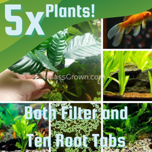 Load image into Gallery viewer, Goldfish Plant Bundle (5 plants)-Aquatic Plants-Glass Grown-Single Pack (5 Plants)-Both Please!-Glass Grown Aquatics-Aquarium live fish plants, decor