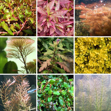 Load image into Gallery viewer, Grower's Choice High Light Plants (6 Bunches)-Aquatic Plants-Glass Grown Aquatics-Glass Grown Aquatics-Aquarium live fish plants, decor