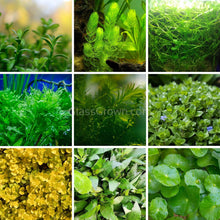 Load image into Gallery viewer, Grower's Choice Low Light Plants (6 Bunches)-Aquatic Plants-Glass Grown Aquatics-Glass Grown Aquatics-Aquarium live fish plants, decor