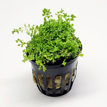 Load image into Gallery viewer, Dwarf Baby Tears 3-10 Pots-Aquatic Plants-Glass Grown-3x Pots-Glass Grown Aquatics-Aquarium live fish plants, decor