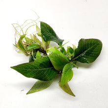 Load image into Gallery viewer, 1 CENT SAMPLE Hygro corymbosa Compacta-Aquatic Plants-Glass Grown-Glass Grown Aquatics-Aquarium live fish plants, decor