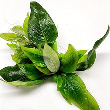 Load image into Gallery viewer, 1 CENT SAMPLE Hygro corymbosa Compacta-Aquatic Plants-Glass Grown-Glass Grown Aquatics-Aquarium live fish plants, decor
