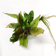 Load image into Gallery viewer, 1 CENT SAMPLE Hygro corymbosa Compacta-Aquatic Plants-Glass Grown-Glass Grown Aquatics-Aquarium live fish plants, decor
