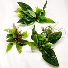 Load image into Gallery viewer, 1 CENT SAMPLE Hygro corymbosa Compacta-Aquatic Plants-Glass Grown-Glass Grown Aquatics-Aquarium live fish plants, decor