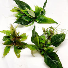 Load image into Gallery viewer, 1 CENT SAMPLE Hygro corymbosa Compacta-Aquatic Plants-Glass Grown-Glass Grown Aquatics-Aquarium live fish plants, decor