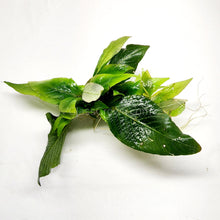 Load image into Gallery viewer, 1 CENT SAMPLE Hygro corymbosa Compacta-Aquatic Plants-Glass Grown-Glass Grown Aquatics-Aquarium live fish plants, decor