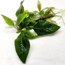 Load image into Gallery viewer, 1 CENT SAMPLE Hygro corymbosa Compacta-Aquatic Plants-Glass Grown-Glass Grown Aquatics-Aquarium live fish plants, decor