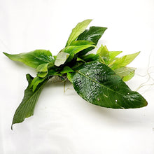 Load image into Gallery viewer, 1 CENT SAMPLE Hygro corymbosa Compacta-Aquatic Plants-Glass Grown-Glass Grown Aquatics-Aquarium live fish plants, decor