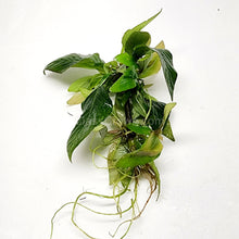 Load image into Gallery viewer, 1 CENT SAMPLE Hygro corymbosa Compacta-Aquatic Plants-Glass Grown-Glass Grown Aquatics-Aquarium live fish plants, decor