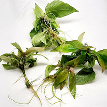 Load image into Gallery viewer, 1 CENT SAMPLE Hygro corymbosa Compacta-Aquatic Plants-Glass Grown-Glass Grown Aquatics-Aquarium live fish plants, decor