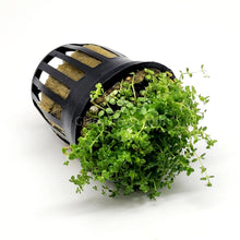 Load image into Gallery viewer, Dwarf Baby Tears 3-10 Pots-Aquatic Plants-Glass Grown-3x Pots-Glass Grown Aquatics-Aquarium live fish plants, decor