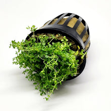 Load image into Gallery viewer, Potted Dwarf Baby Tears-Aquatic Plants-Glass Grown-Glass Grown Aquatics-Aquarium live fish plants, decor