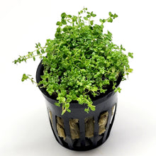 Load image into Gallery viewer, Dwarf Baby Tears 3-10 Pots-Aquatic Plants-Glass Grown-3x Pots-Glass Grown Aquatics-Aquarium live fish plants, decor