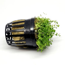 Load image into Gallery viewer, Dwarf Baby Tears 3-10 Pots-Aquatic Plants-Glass Grown-3x Pots-Glass Grown Aquatics-Aquarium live fish plants, decor