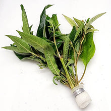 Load image into Gallery viewer, Bunch Temple Plant (Hygrophila Corymbosa) NYE-Aquatic Plants-Glass Grown-Glass Grown Aquatics-Aquarium live fish plants, decor