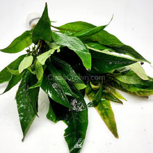Load image into Gallery viewer, Bunch Temple Plant (Hygrophila Corymbosa) NYE-Aquatic Plants-Glass Grown-Glass Grown Aquatics-Aquarium live fish plants, decor