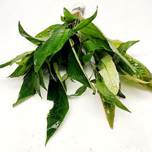 Load image into Gallery viewer, Bunch Temple Plant (Hygrophila Corymbosa) NYE-Aquatic Plants-Glass Grown-Glass Grown Aquatics-Aquarium live fish plants, decor