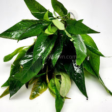 Load image into Gallery viewer, Bunch Temple Plant (Hygrophila Corymbosa) NYE-Aquatic Plants-Glass Grown-Glass Grown Aquatics-Aquarium live fish plants, decor