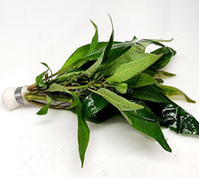 Load image into Gallery viewer, Bunch Temple Plant (Hygrophila Corymbosa) NYE-Aquatic Plants-Glass Grown-Glass Grown Aquatics-Aquarium live fish plants, decor