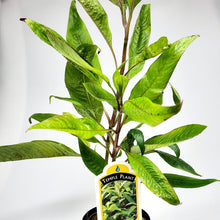 Load image into Gallery viewer, Potted Temple Plant (Hygrophila Corymbosa)-Aquatic Plants-Glass Grown-Glass Grown Aquatics-Aquarium live fish plants, decor