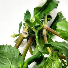 Load image into Gallery viewer, Bunch Water Wisteria (Hygrophila Difformis)-Aquatic Plants-Glass Grown-Glass Grown Aquatics-Aquarium live fish plants, decor