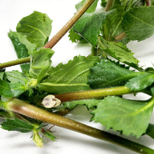 Load image into Gallery viewer, Bunch Water Wisteria (Hygrophila Difformis)-Aquatic Plants-Glass Grown-Glass Grown Aquatics-Aquarium live fish plants, decor