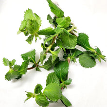 Load image into Gallery viewer, Bunch Water Wisteria (Hygrophila Difformis)-Aquatic Plants-Glass Grown-Glass Grown Aquatics-Aquarium live fish plants, decor